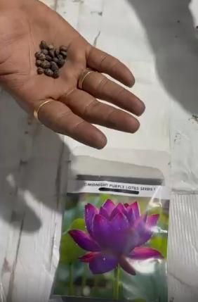 Midnight Purple Lotus Seeds Pack of 2